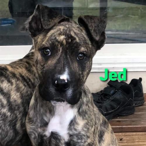 Jed
