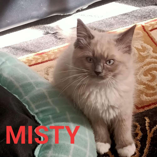 Misty 