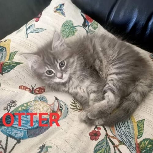 Otter
