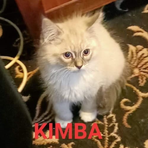 Kimba