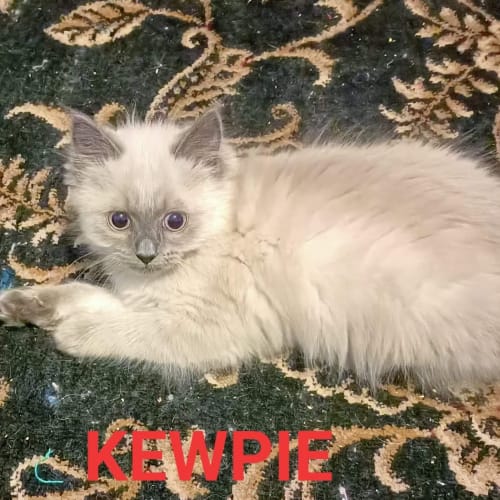 Kewpie
