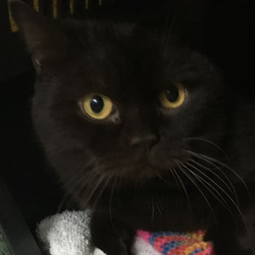 Sirius 