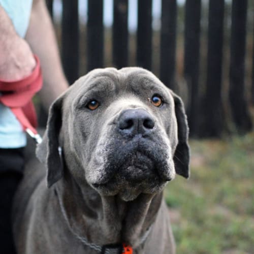 Cassius