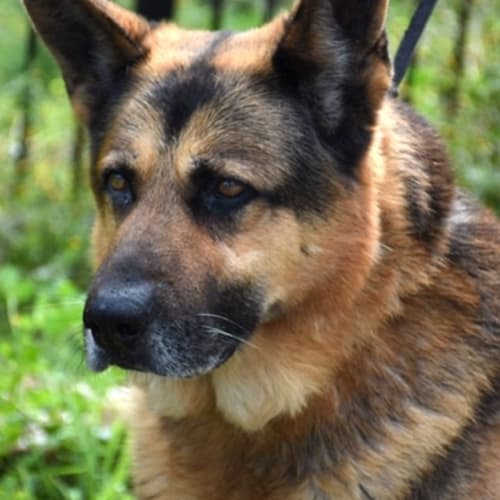 Rocky ** Pure Breed German Shepherd **