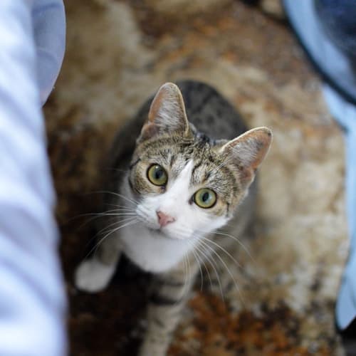 Leila