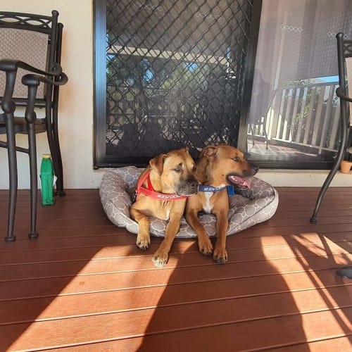 Hazel & Bentley