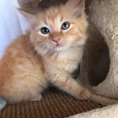 Toffee
