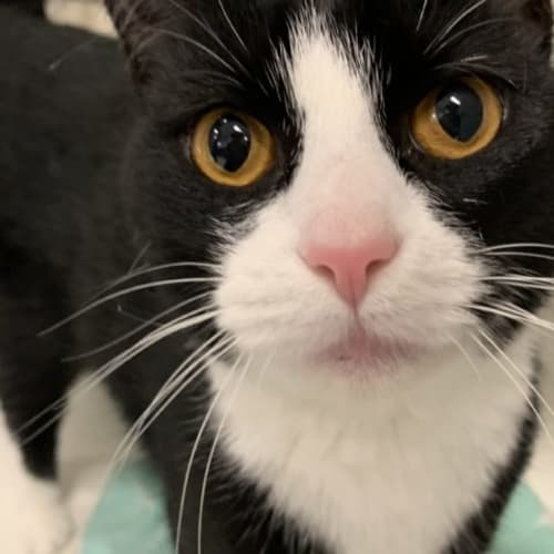 Tux
