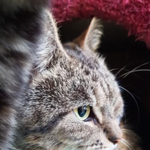 Homer (Hubby of Marge)