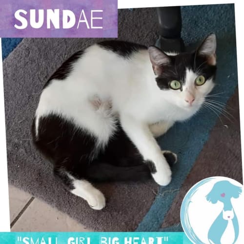 Sundae 