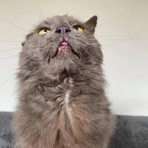 Smokey 