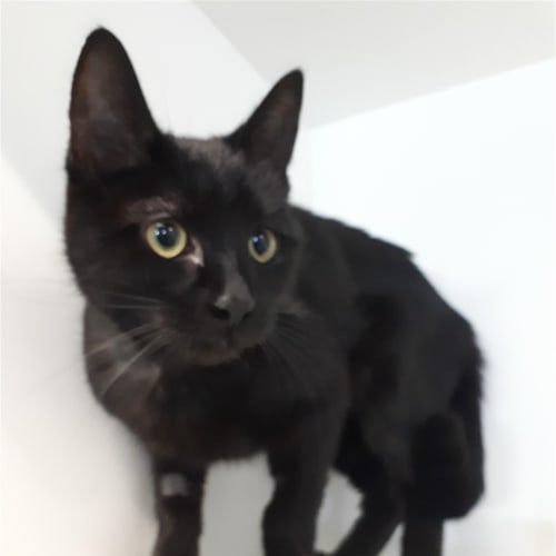 Berlioz