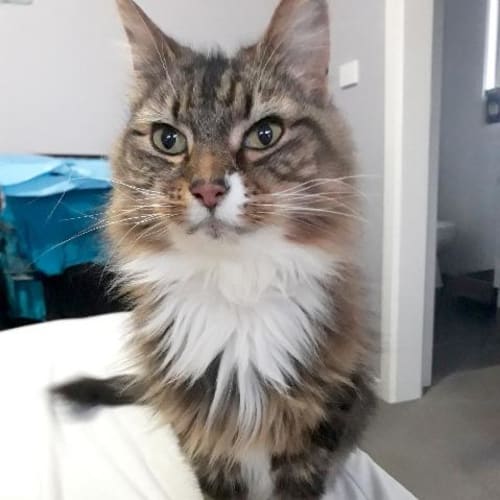 Tilly Girl
