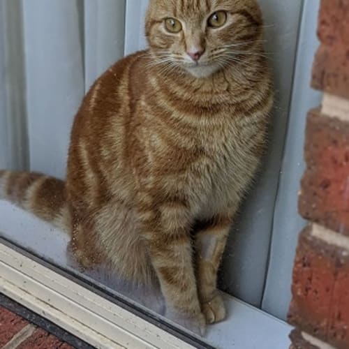 Flynn