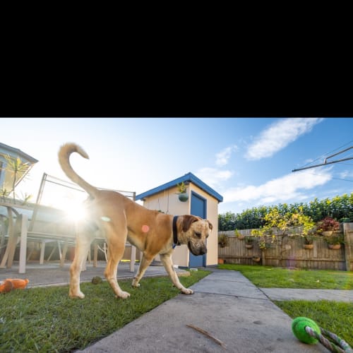 Harley ~ 15mo Bull Arab X (On Trial 29/10/20)