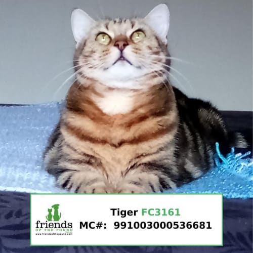 Tiger #2