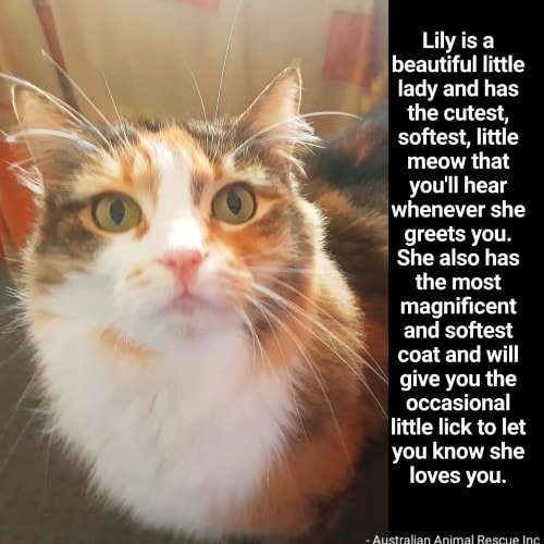 👑Lily👑