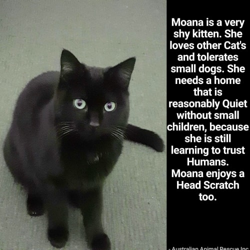 🖤🖤Moana🖤🖤