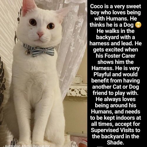 🤍🤍🤍Coco🤍🤍🤍