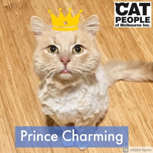 Cat People Of Melbourne Petrescue