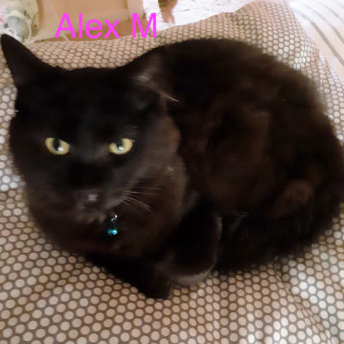 Alex