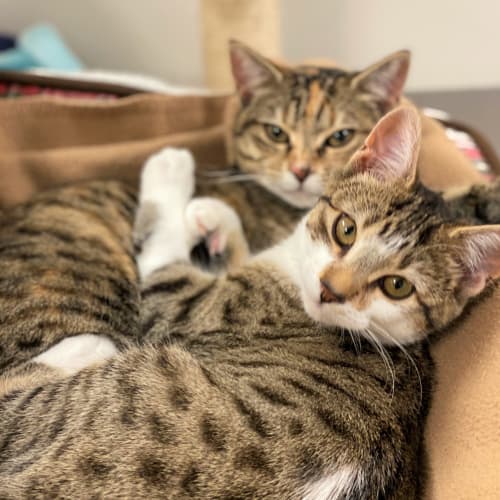 Hazelnut and Nutmeg - Bonded sisters