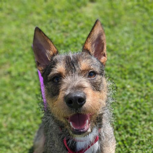Ringo