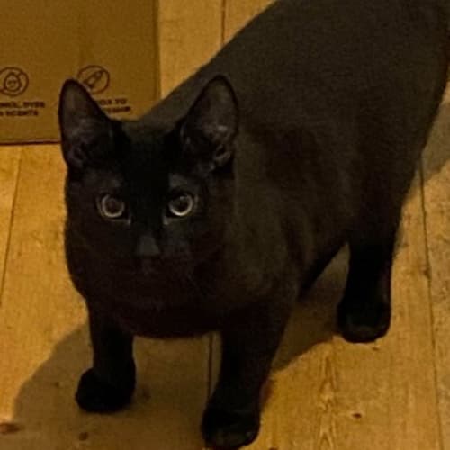 Pip