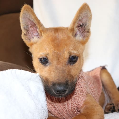 Dingo Den Animal Rescue Petrescue