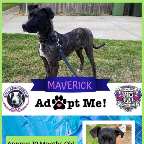 Maverick