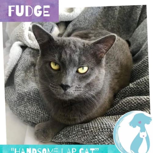 Fudge 