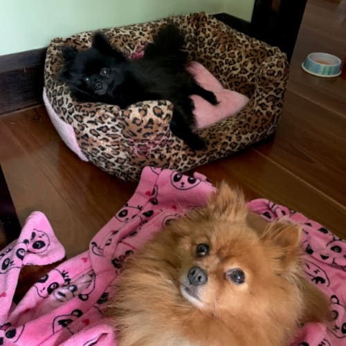 Marley and Bella Zinfandel