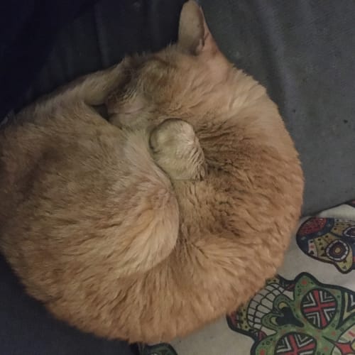 Milo