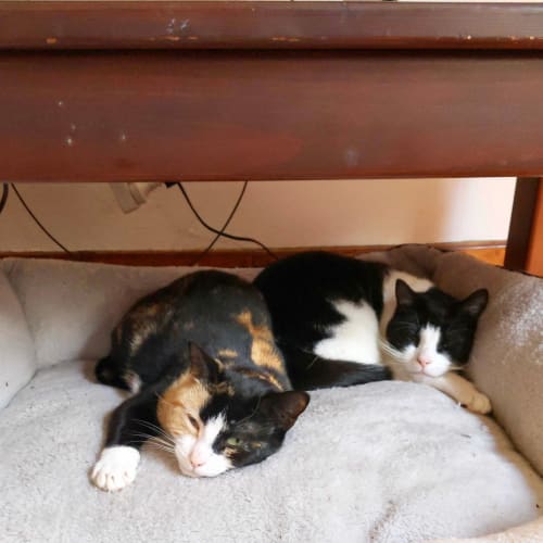 Cinnamon and Snowpuff