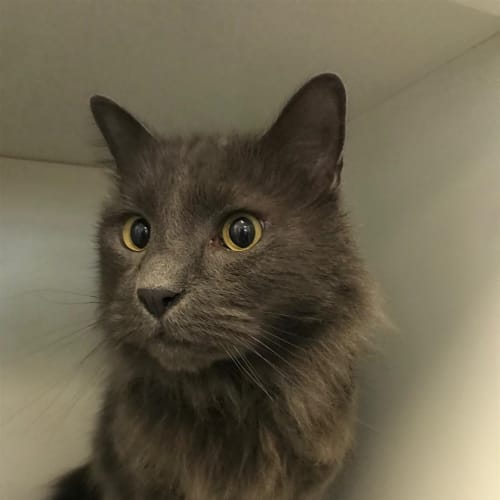 Gandalf