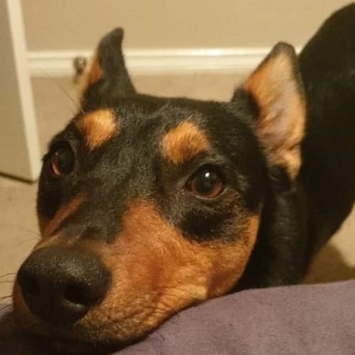 Sara