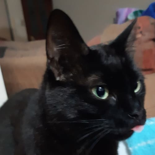 Cats In Crisis Petrescue