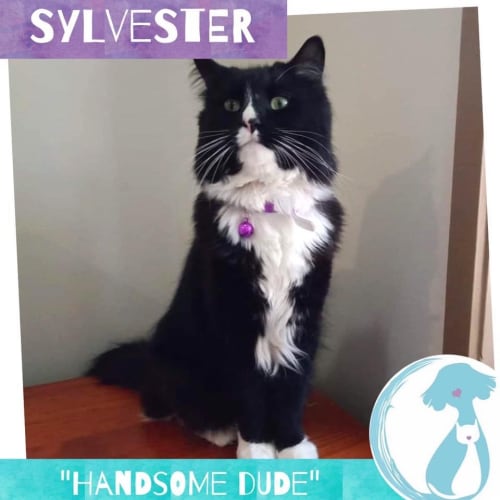 Sylvester 
