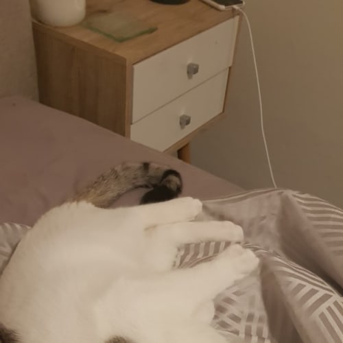 Simba