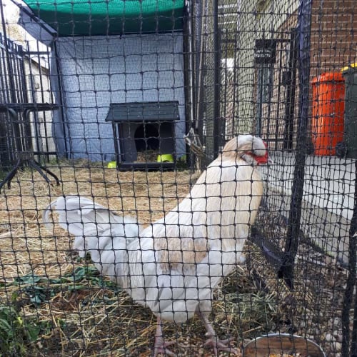 Mornington Peninsula Community Animal Shelter Petrescue