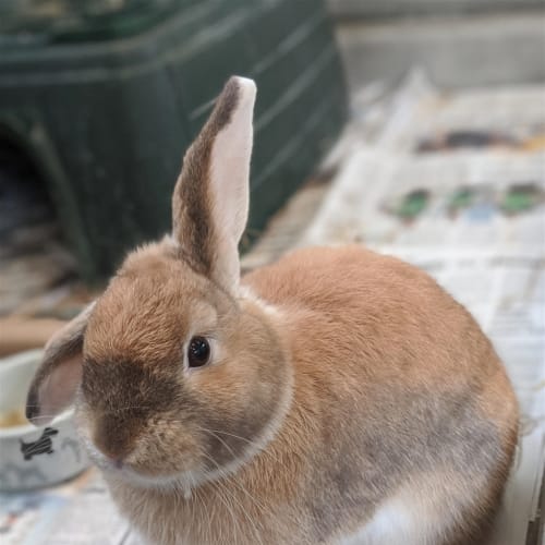 David Hasselhop