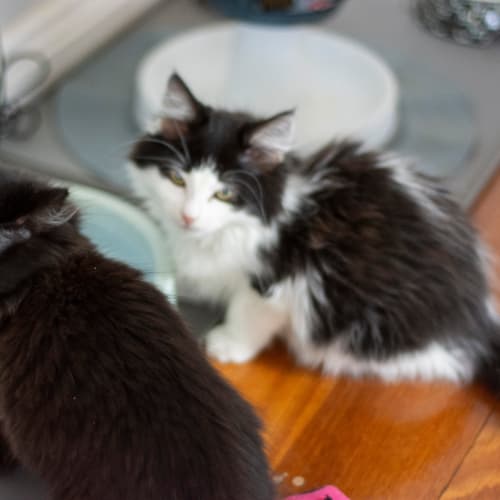 Sonny & Cher ^Dandy Cat Rescue^