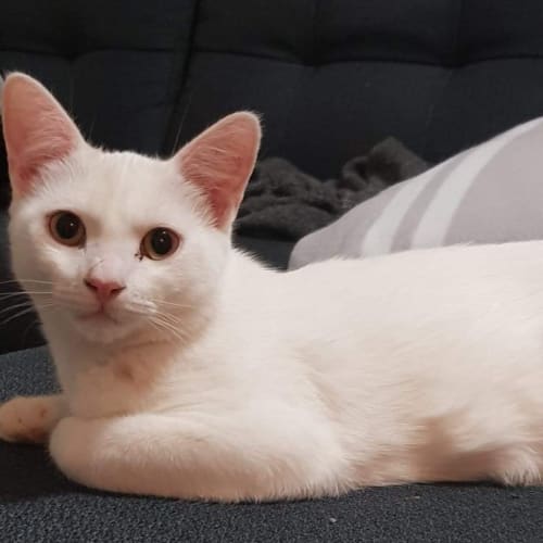 Asaki ❤