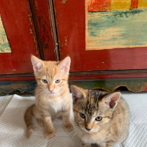 Pumpkin and Maisy ❤❤