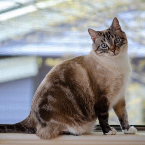 Jasmine