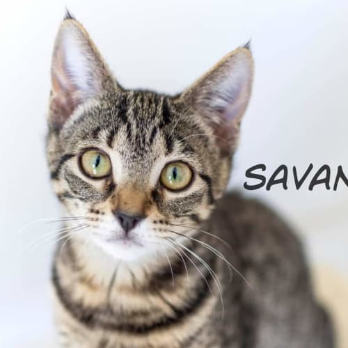 Savannah