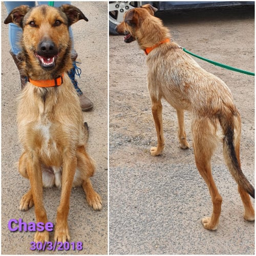 Chase