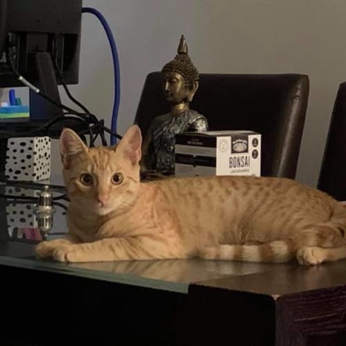 Leo