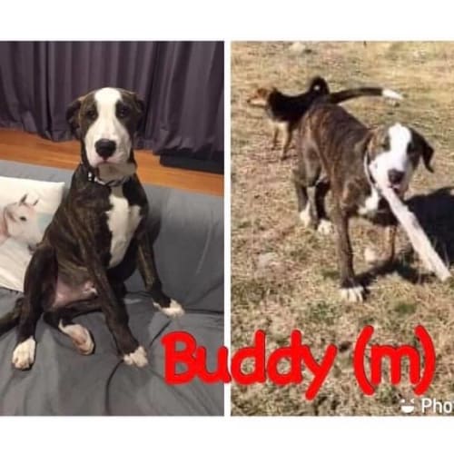Buddy