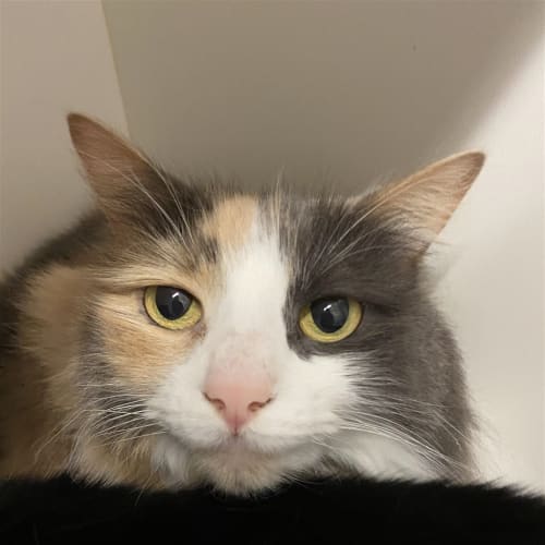 Ella